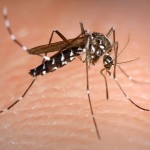 Dengue et Chikungunya en France