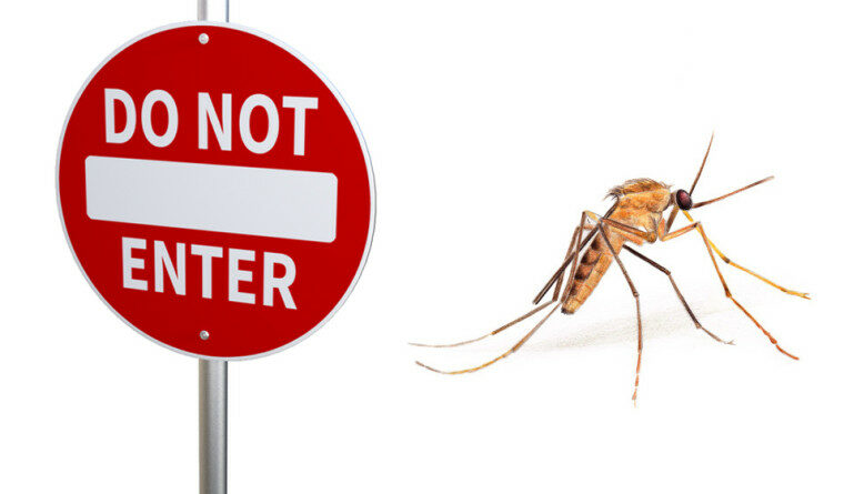 moustique prévention