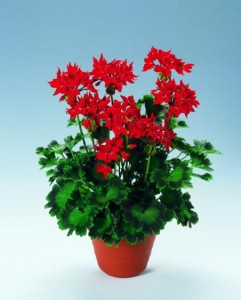 geranium