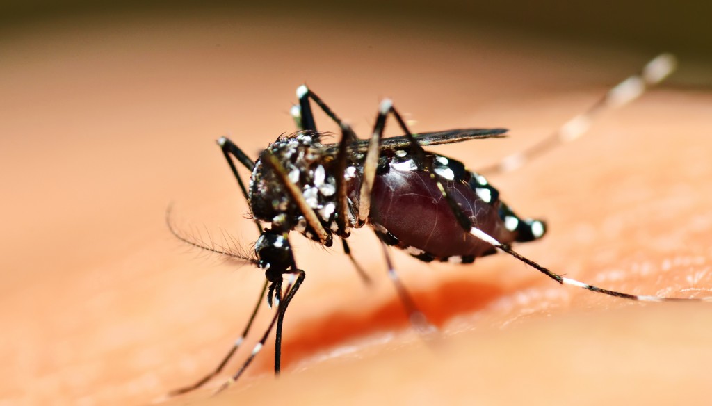 Aedes mosquito