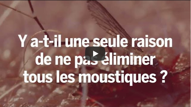 Faut il tuer les moustiques - vidéo