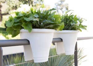 Pot de balcon