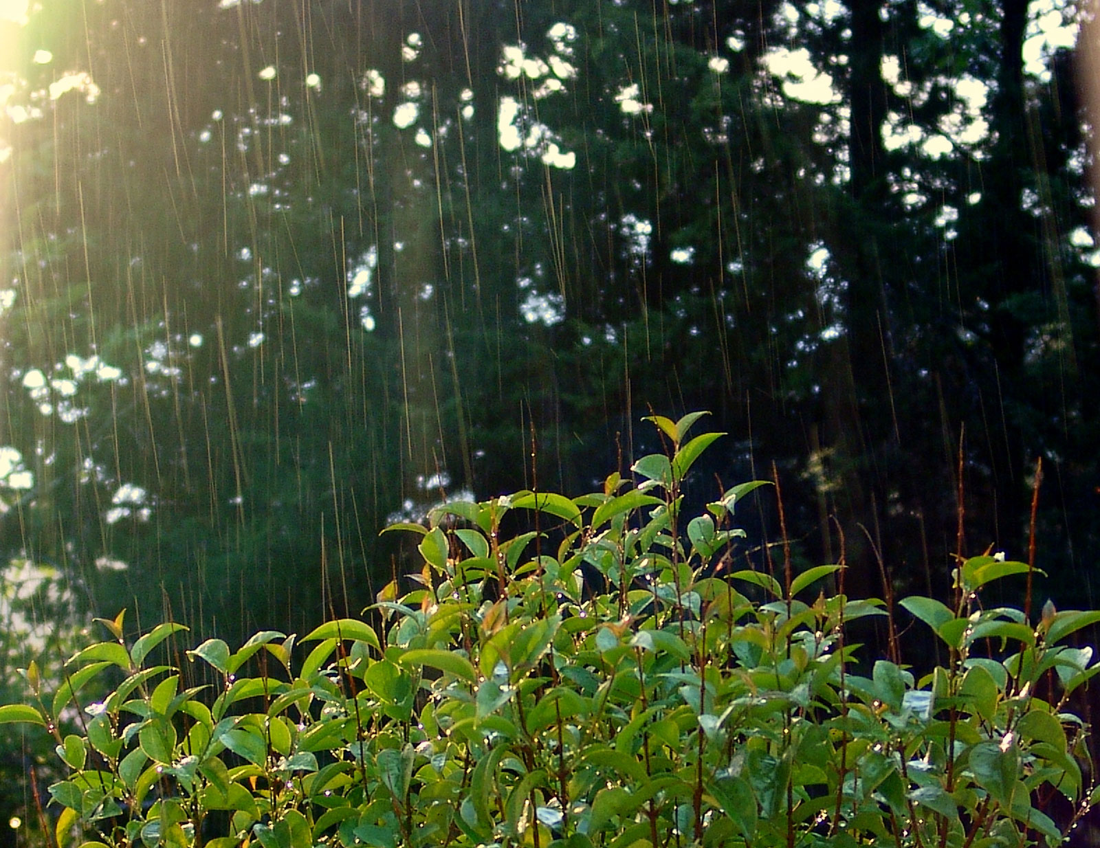 Soleil pluie chaleur moustique