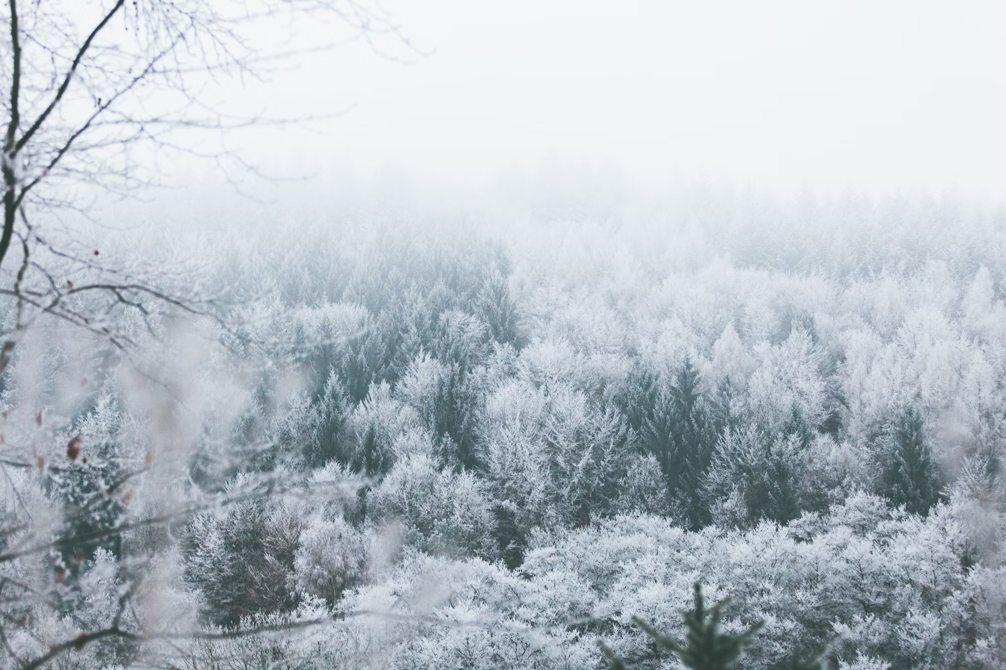 Changements climatiques et moustiques