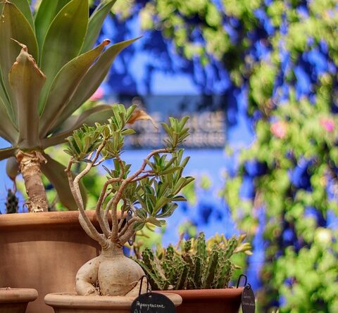 moustique jardin