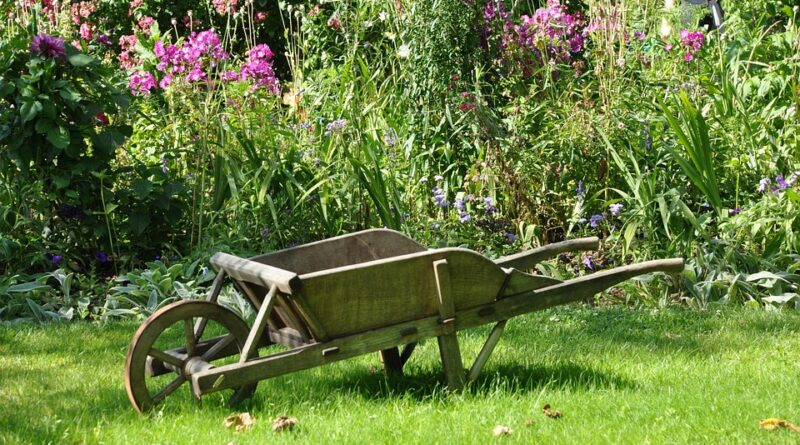 moustique potager