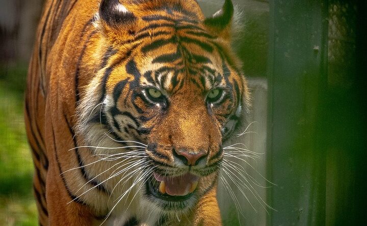 moustique tigre