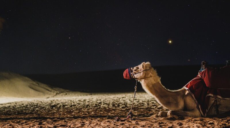 moustique dubai