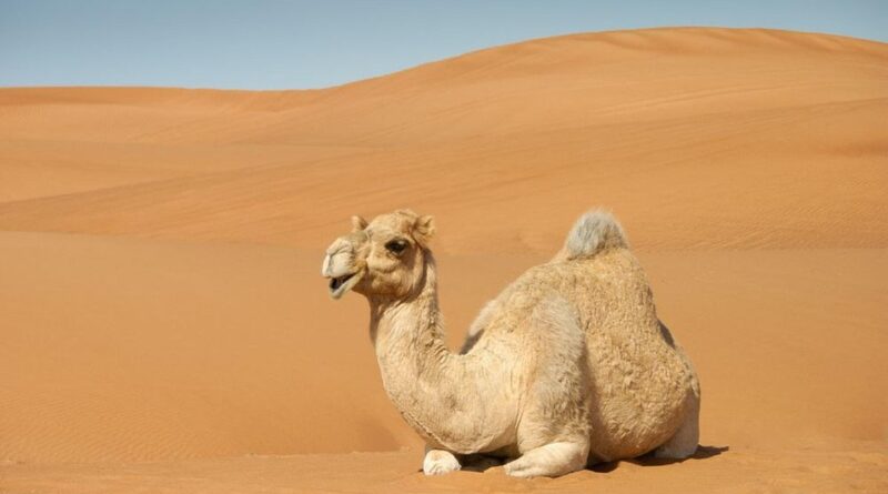 moustique sahara