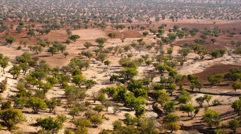 moustique maroc