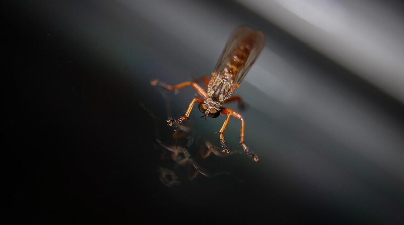 moustique été