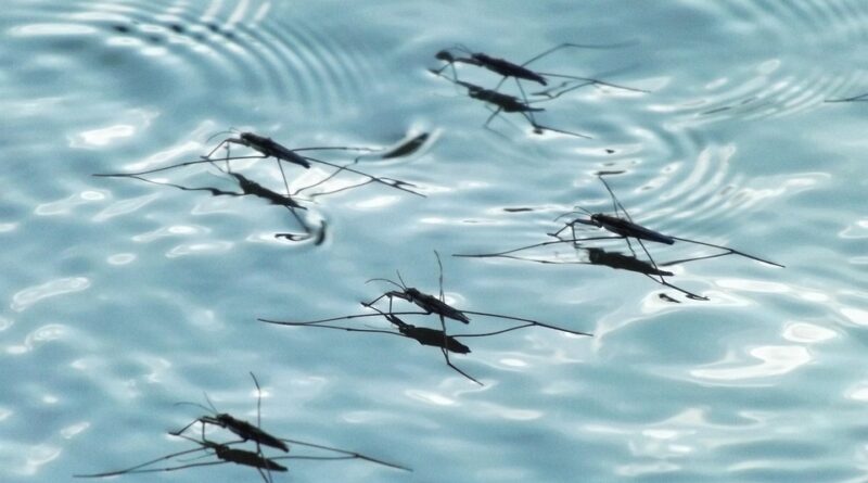 moustique jardin