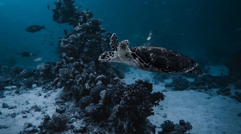moustique égypte