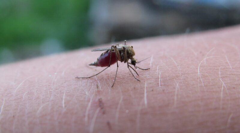 moustique maladie
