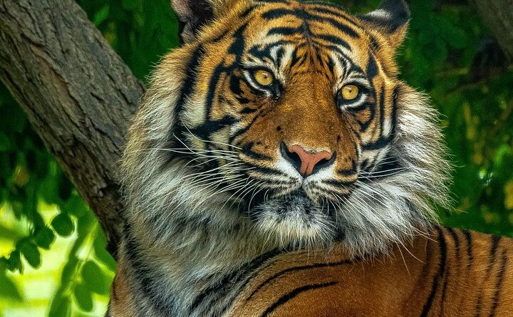 moustique tigre