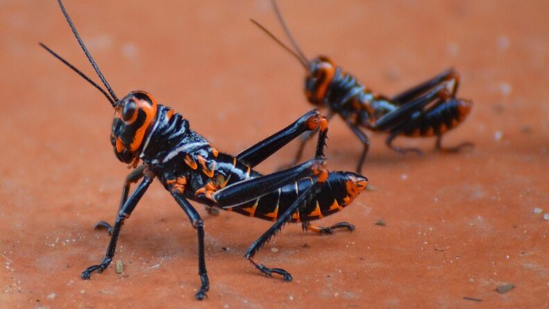 moustique guyane