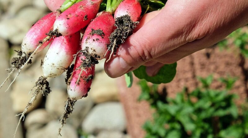 moustique potager