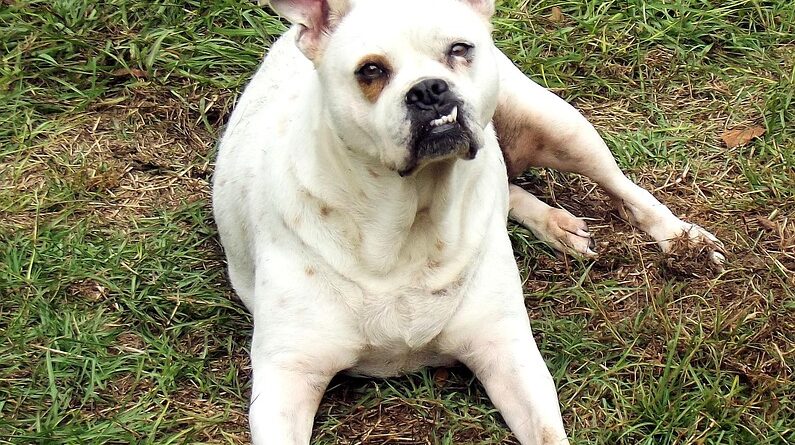 moustique tigre maladie