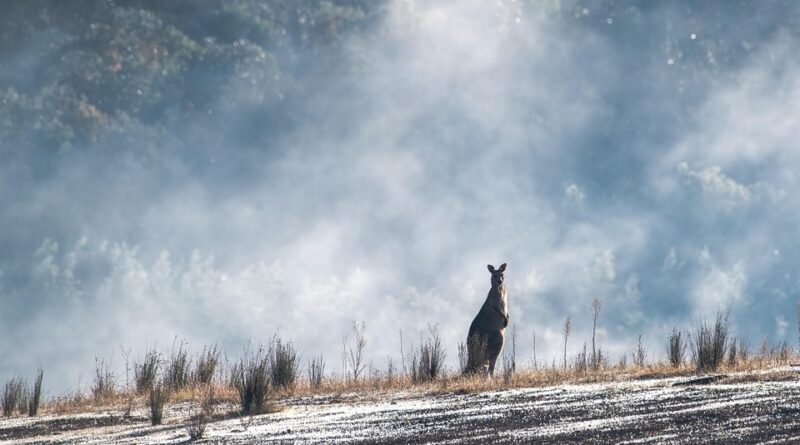 australie moustique