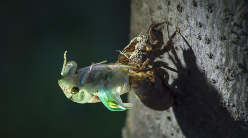 moustique été