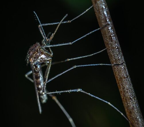 moustique maladie