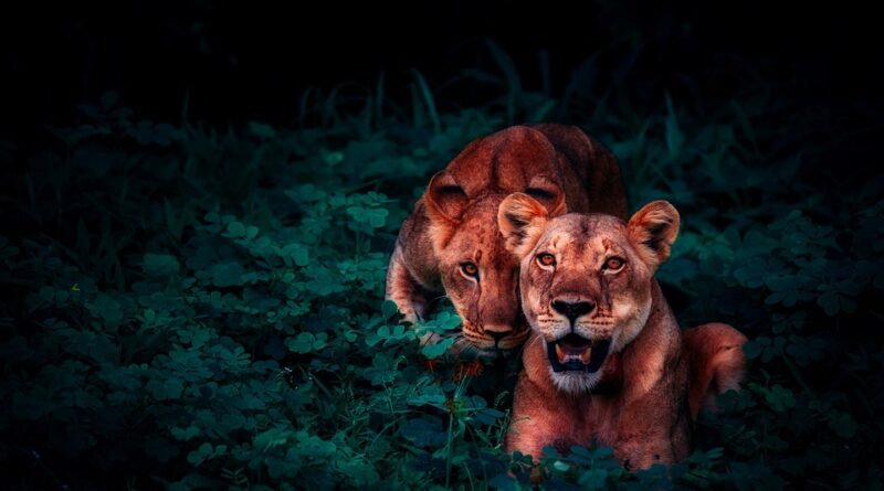 moustique jungle