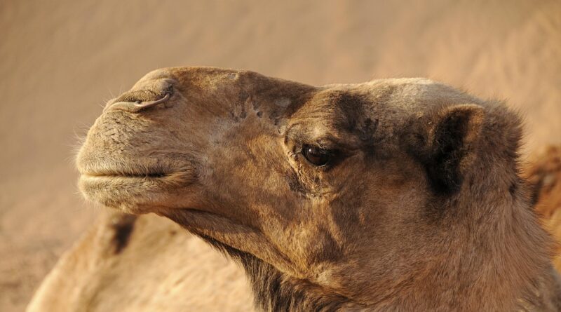 moustique sahara