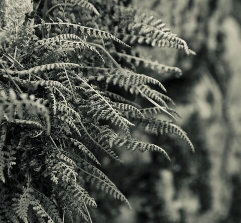 moustique forêt
