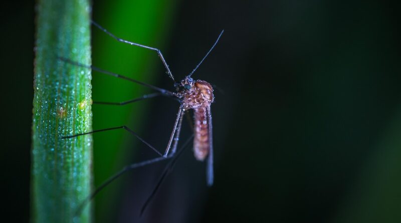 moustique maladie