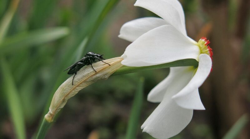 moustique jardin