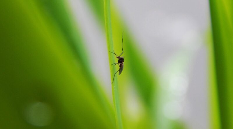 combattre moustique