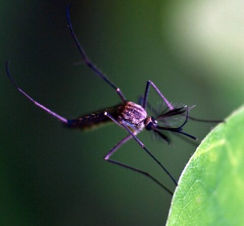 moustique maladie